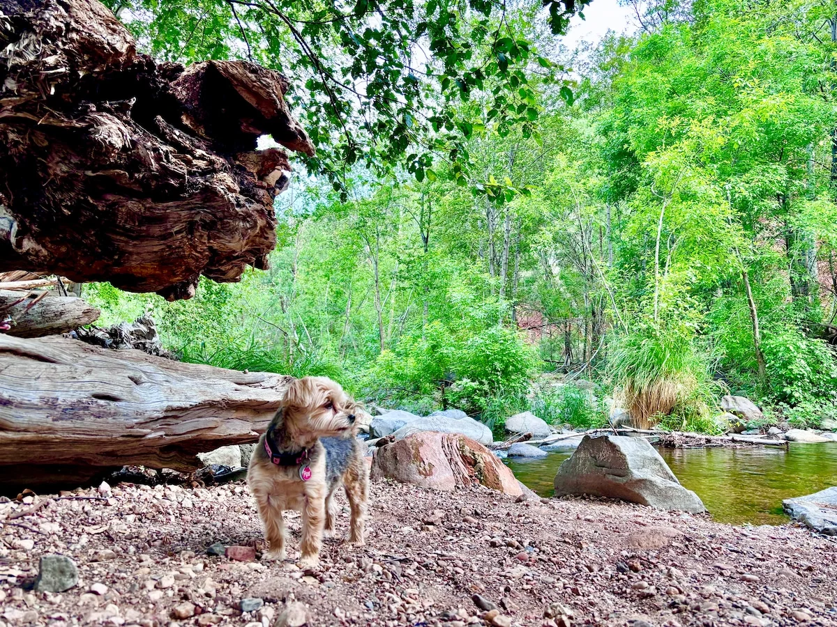 Water flowing through Oak Creek amid trees and red rocks